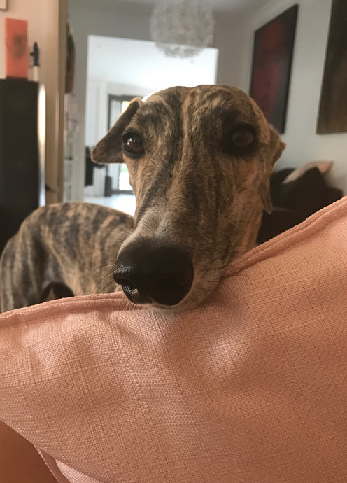 LILLY THE CHAI STAND GREYHOUND - A FOSTER FAIL