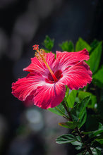 Load image into Gallery viewer, The Chai Stand Hibiscus Lounge - Hibiscus Flower Tea
